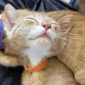 Haaland -  Domestic Short Hair Cat for Adoption in Tustin, California - Haaland | PetCurious