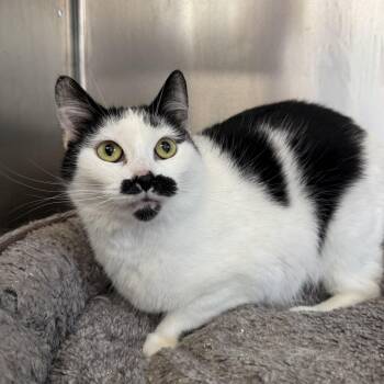 Frenchie -  Domestic Short Hair Cat for Adoption in Woodbridge, Connecticut - Frenchie | PetCurious