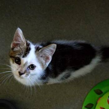 Jude -  Domestic Short Hair Cat for Adoption in Fort Leavenworth, Kansas - Jude | PetCurious