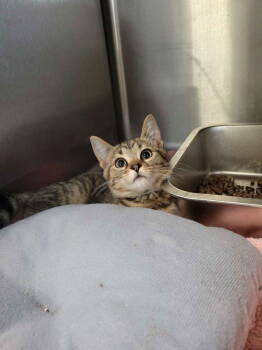 Rescue Domestic Short Hair Cats for Adoption in Cuyahoga Falls, Ohio - Kitten Toblerone | PetCurious