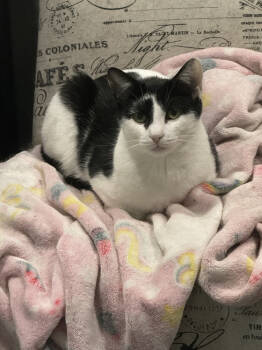 Rescue Domestic Short Hair Cats for Adoption in Mount Laurel Township, New Jersey - Ophelia Ritt | PetCurious