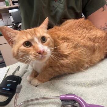 George -  Domestic Short Hair Cat for Adoption in Flagstaff, Arizona - George | PetCurious