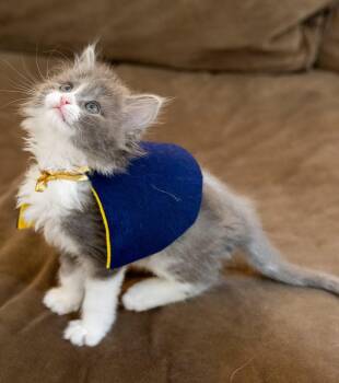 Merlin -  Domestic Medium Hair Cat for Adoption in Duluth, Georgia - Merlin | PetCurious