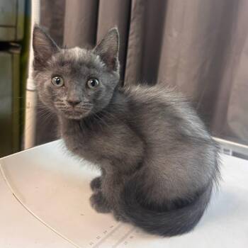 Suede -  Domestic Short Hair Cat for Adoption in Belleville, Illinois - Suede | PetCurious