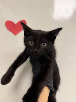 Domestic Short Hair Cats Available for Adoption in Ontario, California - MAC | PetCurious