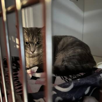 Domestic Short Hair Cats Available for Adoption - Ginger Spice | PetCurious