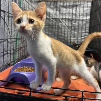 Donnie -  Domestic Short Hair Cat for Adoption in Stephenville, Texas - Donnie | PetCurious