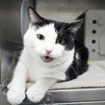 Rescue Domestic Short Hair Cats for Adoption in Grand Rapids, Michigan - Spunky | PetCurious
