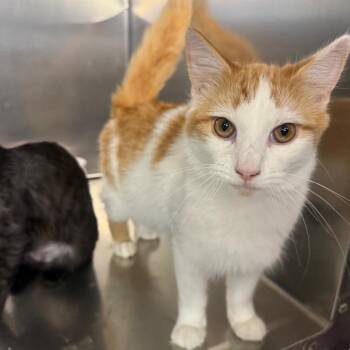Benny -  Domestic Medium Hair Cat for Adoption in Spokane, Washington - Benny | PetCurious