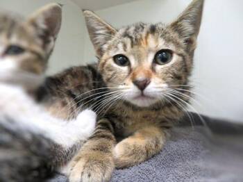 Domestic Short Hair Cats Available for Adoption in Oklahoma City, Oklahoma - BUBBLES | PetCurious