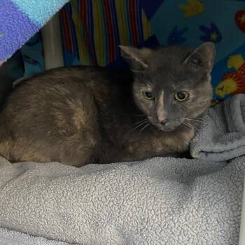 Magdalene -  Domestic Short Hair Cat Available for Adoption in Walker, Michigan - Magdalene | PetCurious