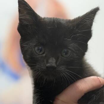 Sugar -  Domestic Short Hair Cat for Adoption in Midland, Texas - Sugar | PetCurious