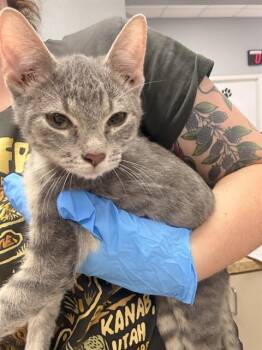 BINGO -  Domestic Short Hair Cat for Adoption in Killeen, Texas - BINGO | PetCurious