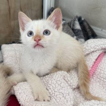 Domestic Short Hair Cats Available for Adoption in Jacksonville, Florida - Mango | PetCurious