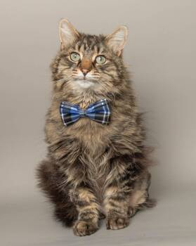 ARI -  Domestic Long Hair Cat for Adoption in Wyandotte, Michigan - ARI | PetCurious