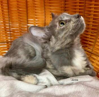 Jennie kitten -  Domestic Medium Hair Cat for Adoption in Jackson, Georgia - Jennie Kitten | PetCurious
