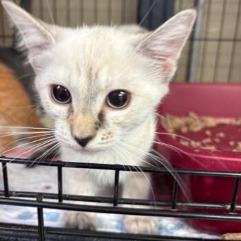 Mei -  Siamese Cat for Adoption in Pennsville Township, New Jersey - Mei | PetCurious