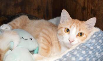 Domestic Short Hair Cats Available for Adoption - Sophoie | PetCurious