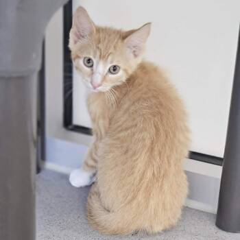 Napster -  Domestic Short Hair Cat for Adoption in Las Cruces, New Mexico - Napster | PetCurious