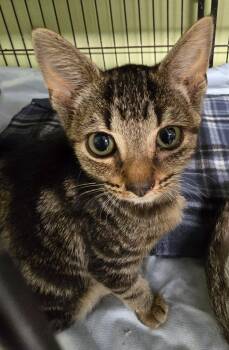 Lucette Kensack -  Domestic Short Hair Cat for Adoption in Auburn, Indiana - Lucette Kensack | PetCurious