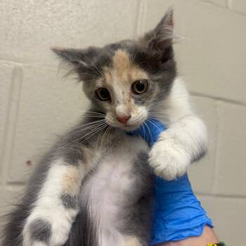 Specter -  Domestic Short Hair Cat for Adoption in Milton, Florida - Specter | PetCurious