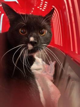 Lil Baby -  Domestic Short Hair Cat for Adoption in Daytona Beach, Florida - Lil Baby | PetCurious