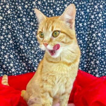 Blondie-C -  Domestic Short Hair Cat for Adoption in East St. Louis, Illinois - Blondie-C | PetCurious