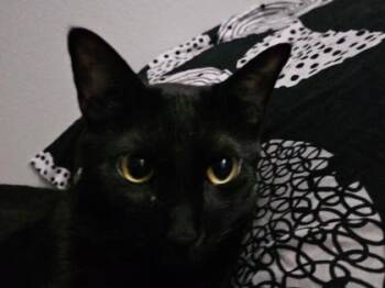 Domestic Medium Hair Cats Available for Adoption in El Paso, Texas - Plagg | PetCurious