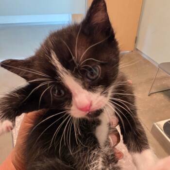 Basil -  Domestic Medium Hair Cat for Adoption in Leander, Texas - Basil | PetCurious