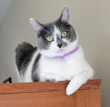 Domestic Short Hair Cats Available for Adoption - Betty F Adult Lap Cat/talks/house Trained/hooded Litter Box/luvs | PetCurious