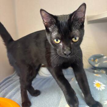 Luna (light purple collar) -  Domestic Short Hair Cat for Adoption in Redwood City, California - Luna (light Purple Collar) | PetCurious