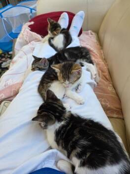 Domestic Short Hair Cats Available for Adoption in Seattle, Washington - Lem | PetCurious