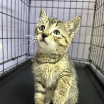 Stan -  Domestic Short Hair Cat for Adoption in Enterprise, Alabama - Stan | PetCurious