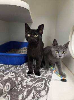 Donna Hayward -  Domestic Short Hair Cat for Adoption in Elmsford, New York - Donna Hayward | PetCurious