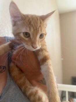 HERB -  Domestic Short Hair Cat for Adoption in Long Beach, California - HERB | PetCurious