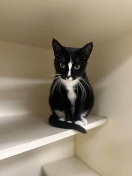 Rescue Domestic Short Hair Cats for Adoption in Myerstown, Pennsylvania - Mazikeen | PetCurious