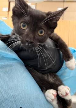 Bob -  Domestic Short Hair Cat for Adoption in Hartsville, South Carolina - Bob | PetCurious