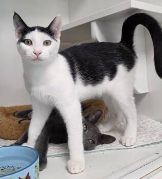 Mitzi -  Domestic Short Hair Cat for Adoption in INDN HBR BCH, Florida - Mitzi | PetCurious