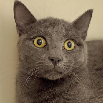 Rescue Domestic Short Hair Cats for Adoption in Victor, New York - Goose | PetCurious