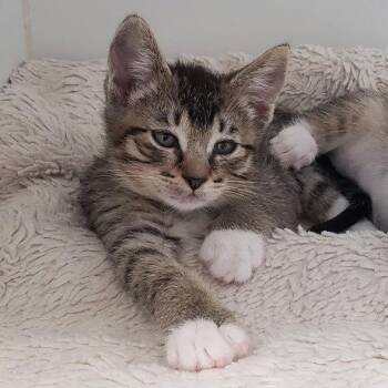 Fish (bonded w/ Fletcher) -  Domestic Short Hair Cat for Adoption in Oakland, California - Fish (bonded W/ Fletcher) | PetCurious
