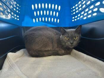 Domestic Short Hair Cats Available for Adoption - GOOSE | PetCurious