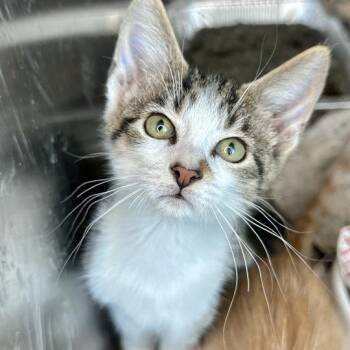 Marty -  Domestic Short Hair Cat for Adoption in Matteson, Illinois - Marty | PetCurious