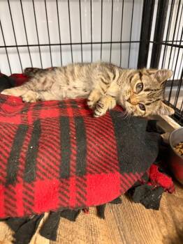 billy -  Domestic Short Hair Cat for Adoption in Algona, Iowa - Billy | PetCurious