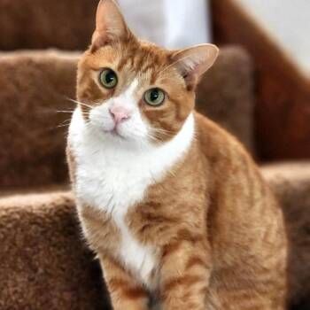 Norman -  Domestic Short Hair Cat for Adoption - Norman | PetCurious