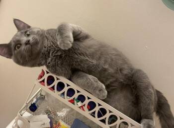 Domestic Short Hair Cats Available for Adoption - Simba | PetCurious