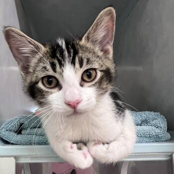 Domestic Short Hair Cats Available for Adoption in Glenwood Springs, Colorado - Ziti | PetCurious