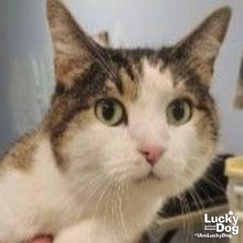 Domestic Short Hair Cats Available for Adoption - Gizmo | PetCurious