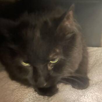 Little Lady Lira -  Domestic Short Hair Cat for Adoption in Chicago, Illinois - Little Lady Lira | PetCurious