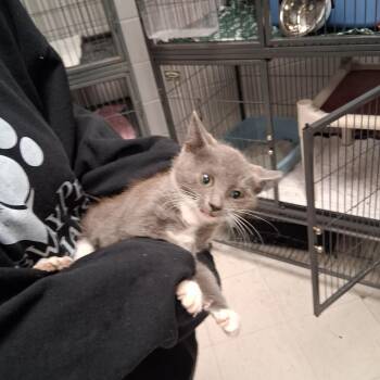 Radziwill-C -  Domestic Short Hair Cat for Adoption in East St. Louis, Illinois - Radziwill-C | PetCurious