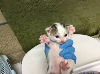 A1920163 -  Domestic Short Hair Cat for Adoption in Riverside, California - A1920163 | PetCurious